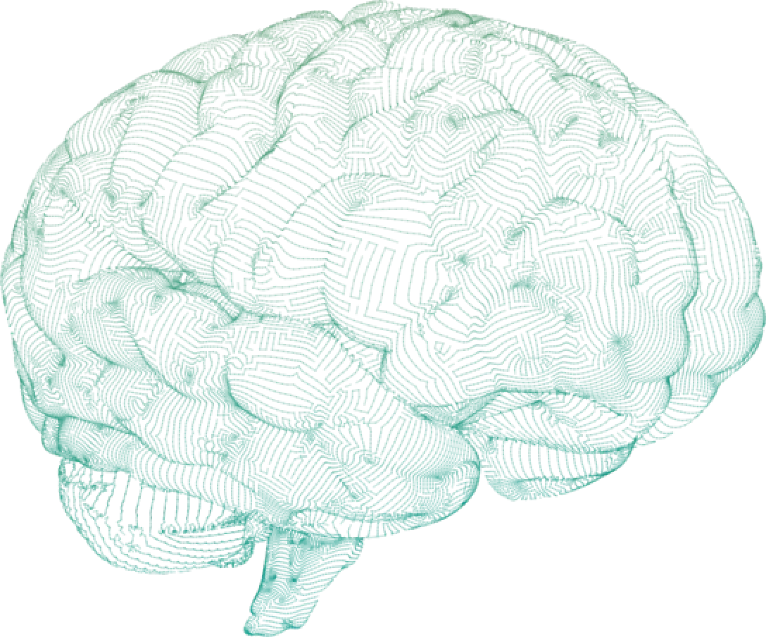 Brain illustration